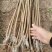 【原产地】桃树苗皮球桃子苗龙泉驿原产地出口级品种