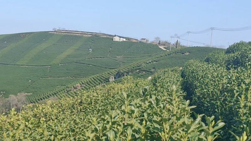 杭州富阳高山龙，自家茶园，实图实拍，欢迎质询。