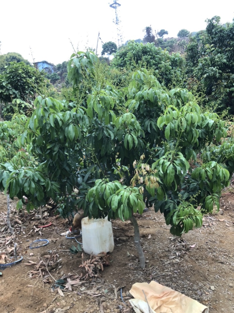 正宗增城区基岗村仙进奉
