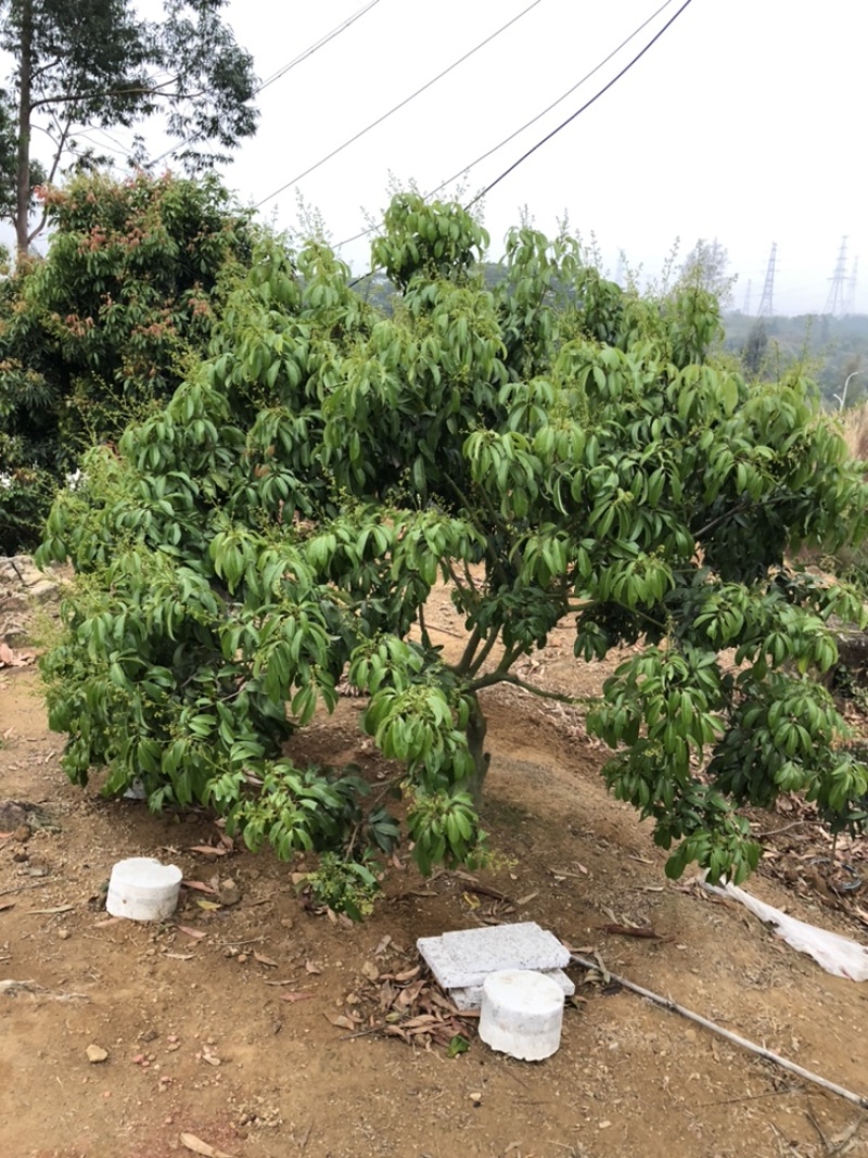 正宗增城区基岗村仙进奉