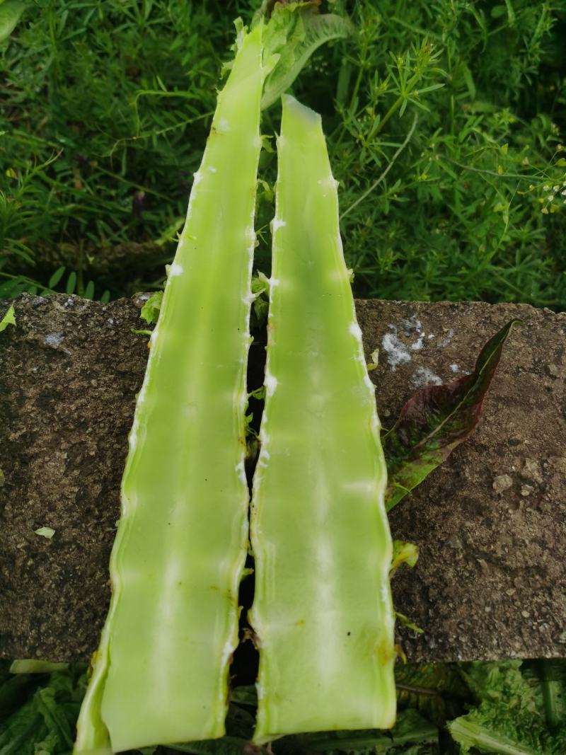 莴笋，生态种植，价格美丽