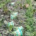莴笋，生态种植，价格美丽