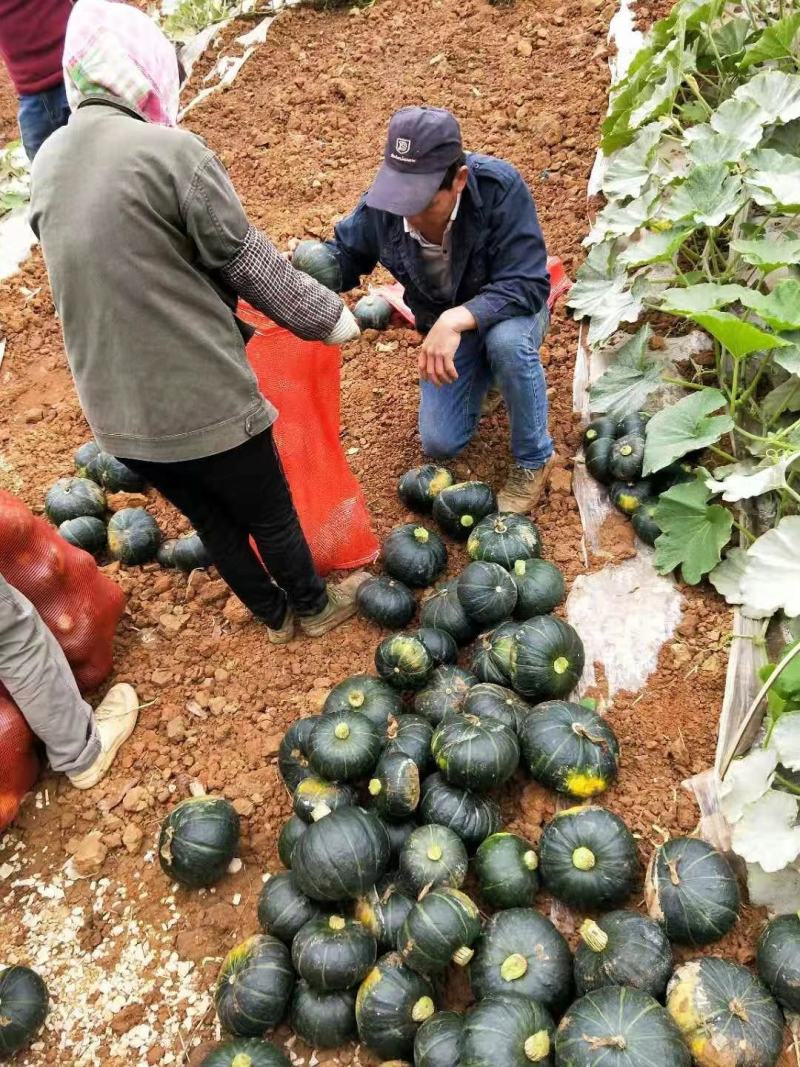 广西百万斤板栗南瓜.大量上市，欢迎各位老板电淡合