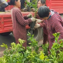 柑橘杯苗须要请联系哈各种绿化苗，和工程苗