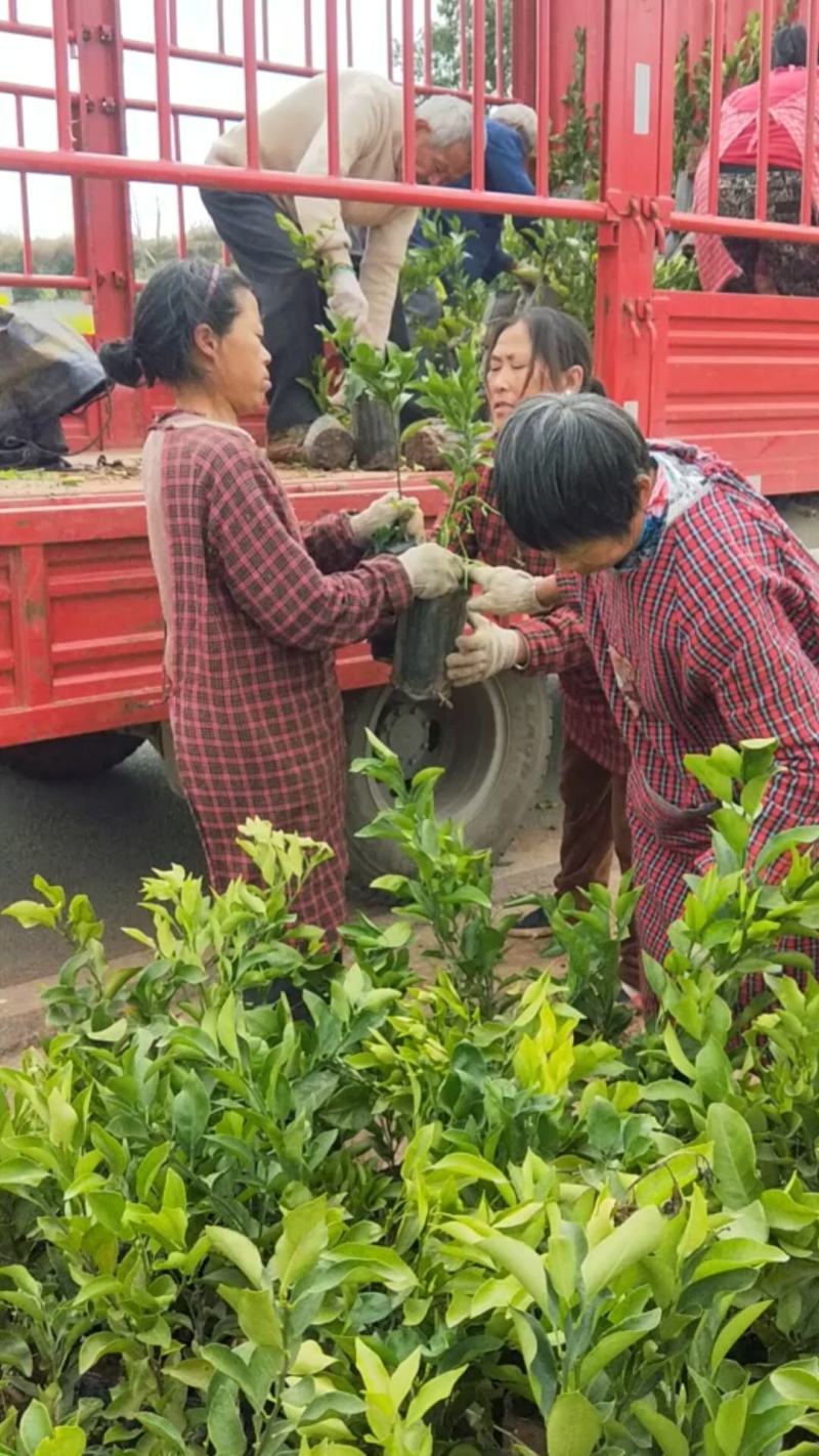 柑橘杯苗须要请联系哈各种绿化苗，和工程苗