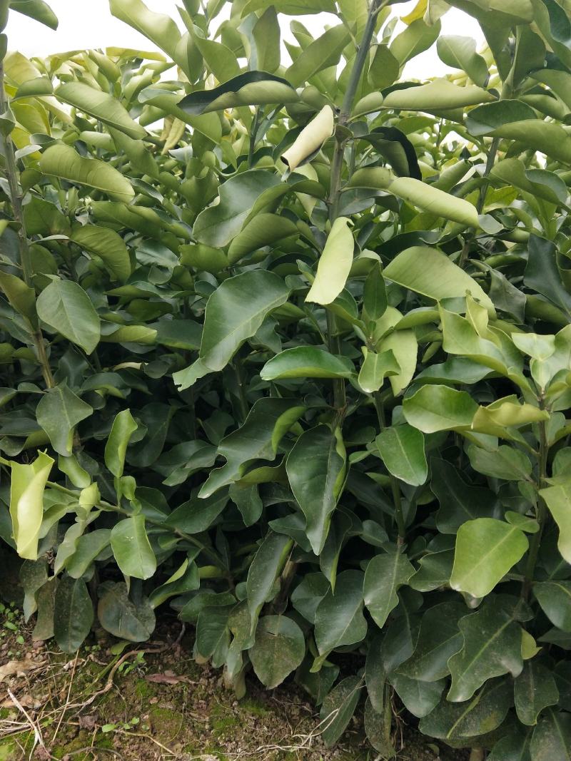 柑橘杯苗须要请联系哈各种绿化苗，和工程苗
