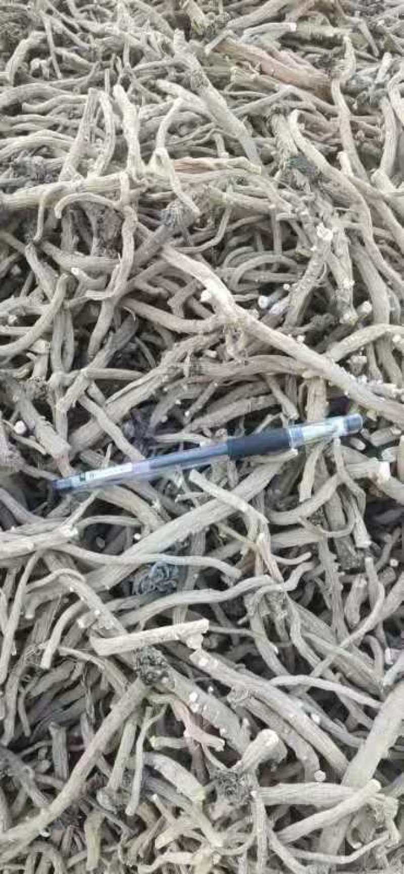 板蓝根籽，小籽，颗粒饱满，纯度高，基地直发，量大从优