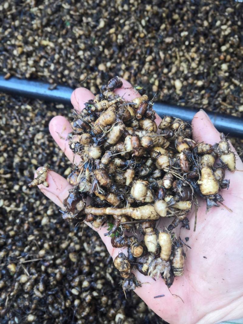 天葵子老鼠屎新货—烘干水洗过筛挑选精品上市啦
