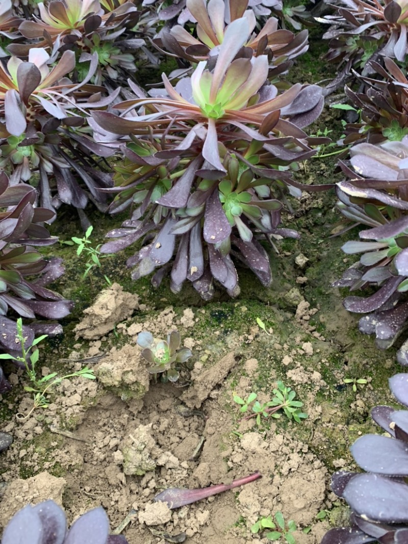 多肉植物老桩法师铜壶法师花型周正保证品质