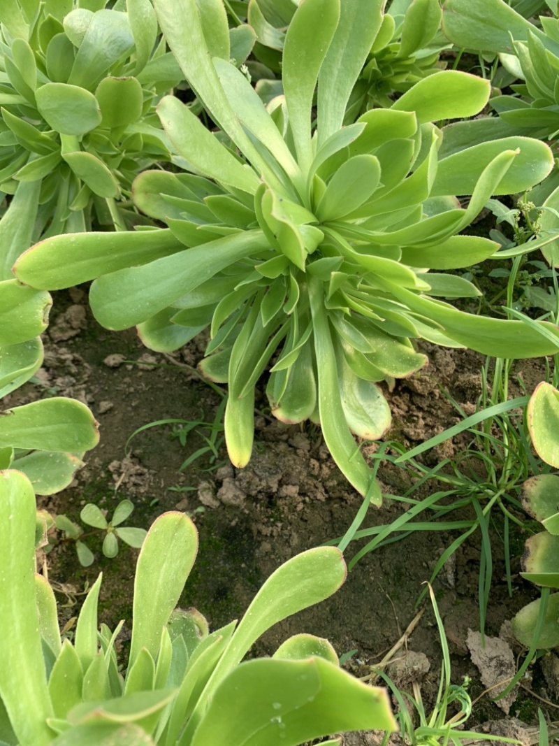 多肉植物老桩法师铜壶法师花型周正保证品质