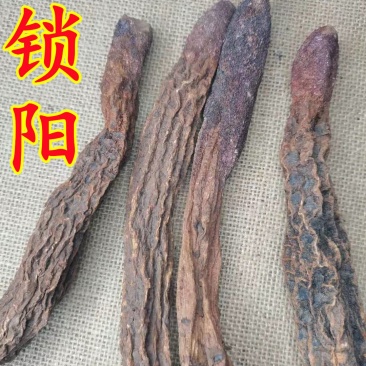 正品新疆野生锁阳不包邮锁阳片免费打粉品相好