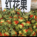 红花籽、云南红花籽，纯新种籽，基地直发，量大从优