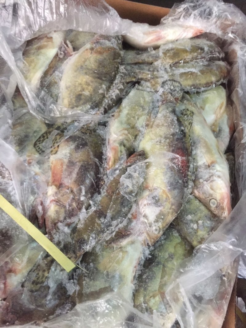 大量出售各种规格冷冻鳜鱼