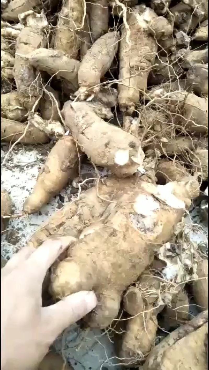 玄参芽苗、对土壤、气候适应性很强，基地直发，量大从优