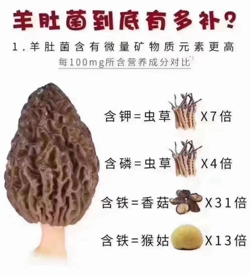 恩施新鲜羊肚菌自有基地每天现采摘烘干农家