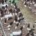 恩施新鲜羊肚菌自有基地每天现采摘烘干农家