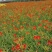 辽宁台安宿根花卉基地直销各种萱草，自产自销