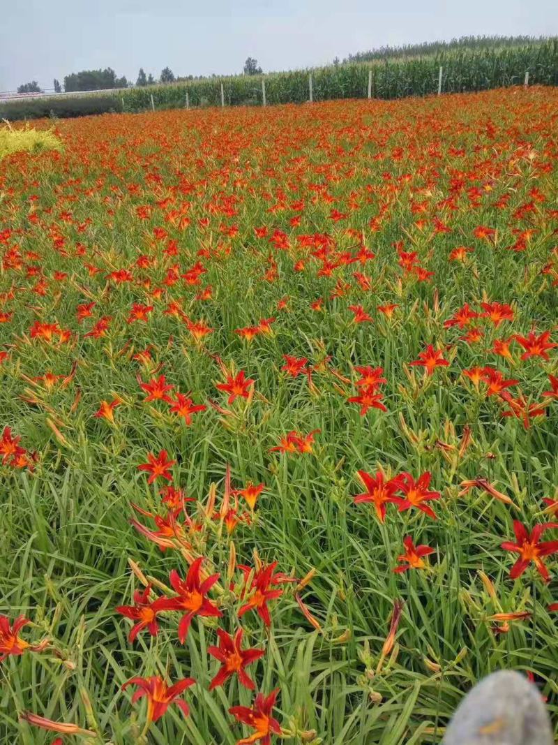 辽宁台安宿根花卉基地直销各种萱草，自产自销