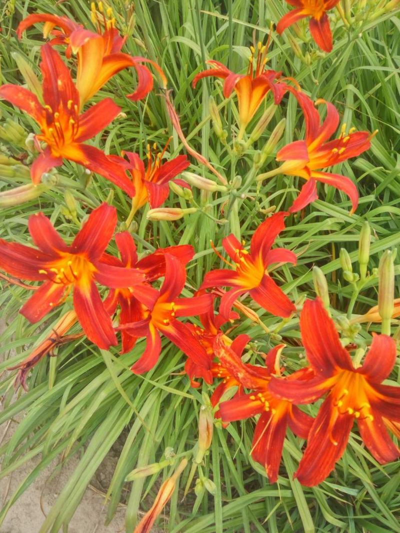 辽宁台安宿根花卉基地直销各种萱草，自产自销