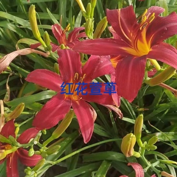辽宁台安宿根花卉基地直销各种萱草，自产自销