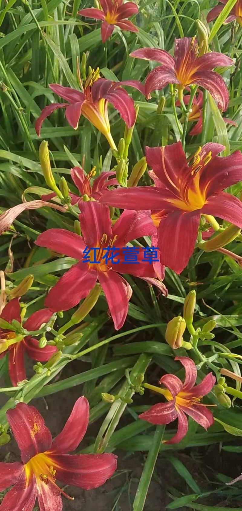 辽宁台安宿根花卉基地直销各种萱草，自产自销