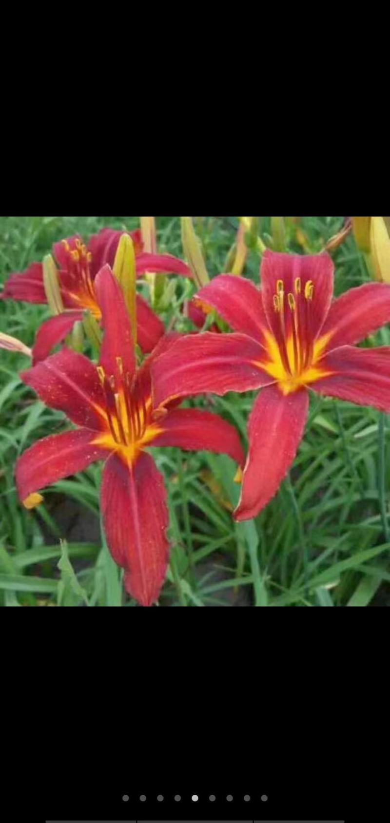 辽宁台安宿根花卉基地直销各种萱草，自产自销