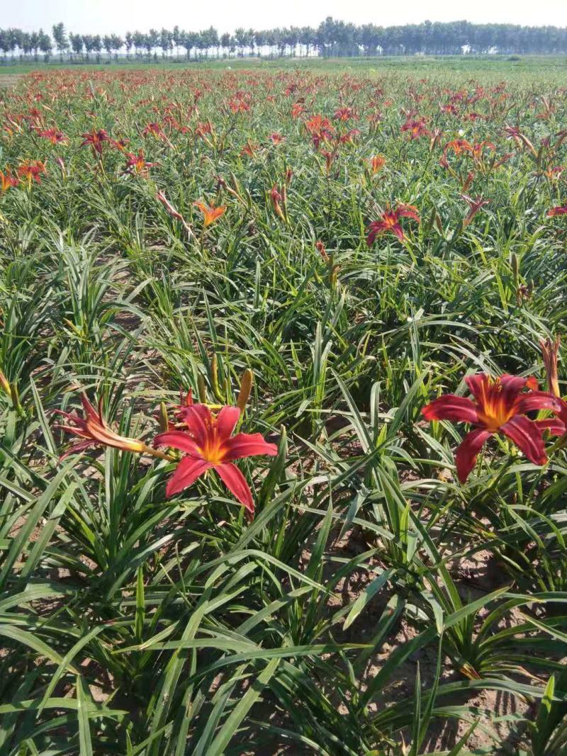 辽宁台安宿根花卉基地直销各种萱草，自产自销