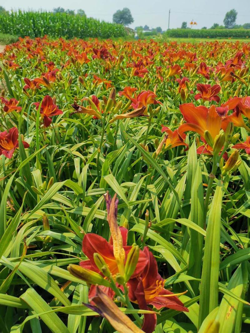 辽宁台安宿根花卉基地直销各种萱草，自产自销