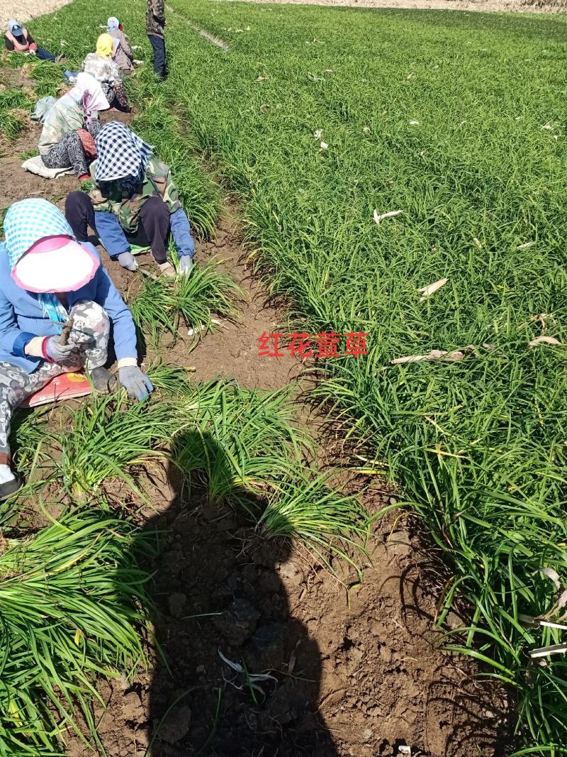 辽宁台安宿根花卉基地直销各种萱草，自产自销