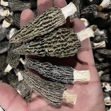 2022年羊肚菌新货羊肚菌干货头茬精选货。