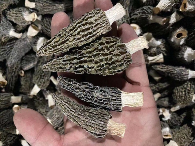 2022年羊肚菌新货羊肚菌干货头茬精选货。
