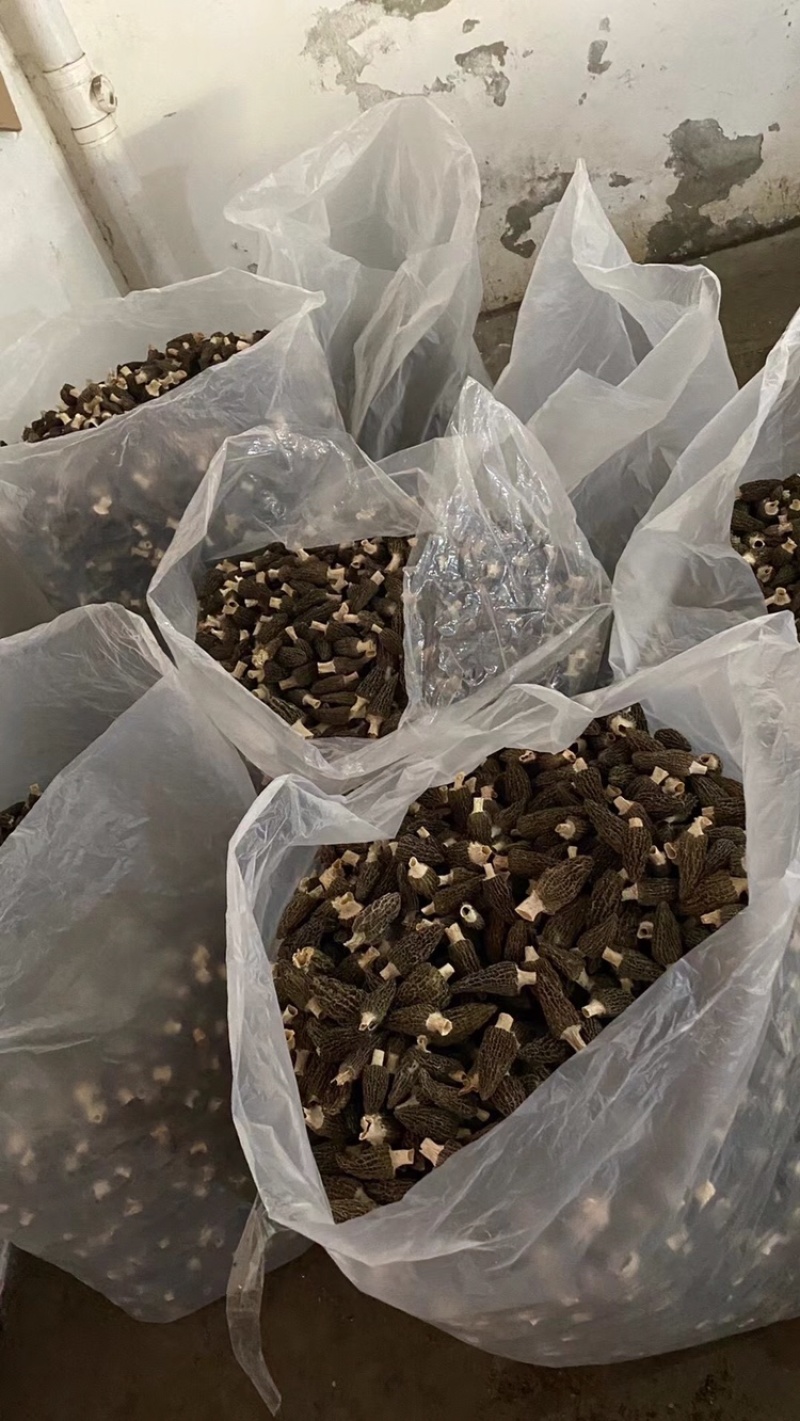 2022年羊肚菌新货羊肚菌干货头茬精选货。