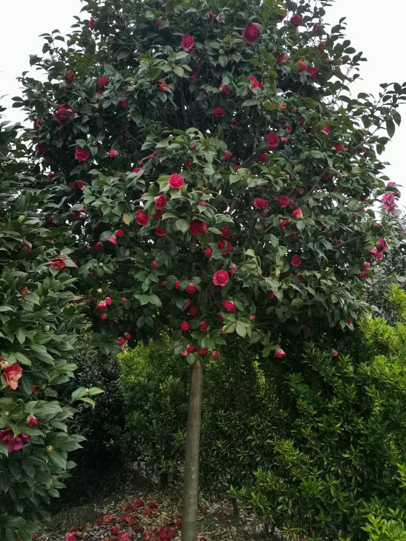 茶花（腾地树高杆茶花）