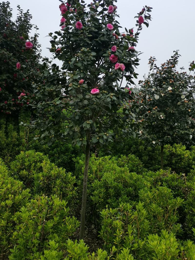 茶花（腾地树高杆茶花）
