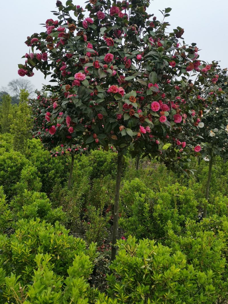 茶花（腾地树高杆茶花）