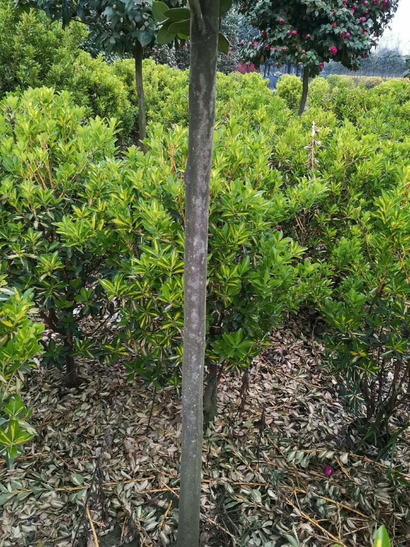 茶花（腾地树高杆茶花）
