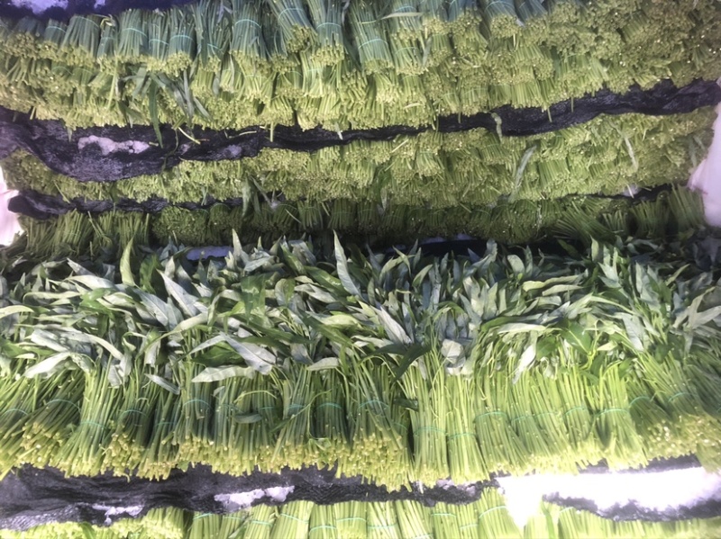 精品徐闻空心菜，产地直销，量大从优，欢迎订购