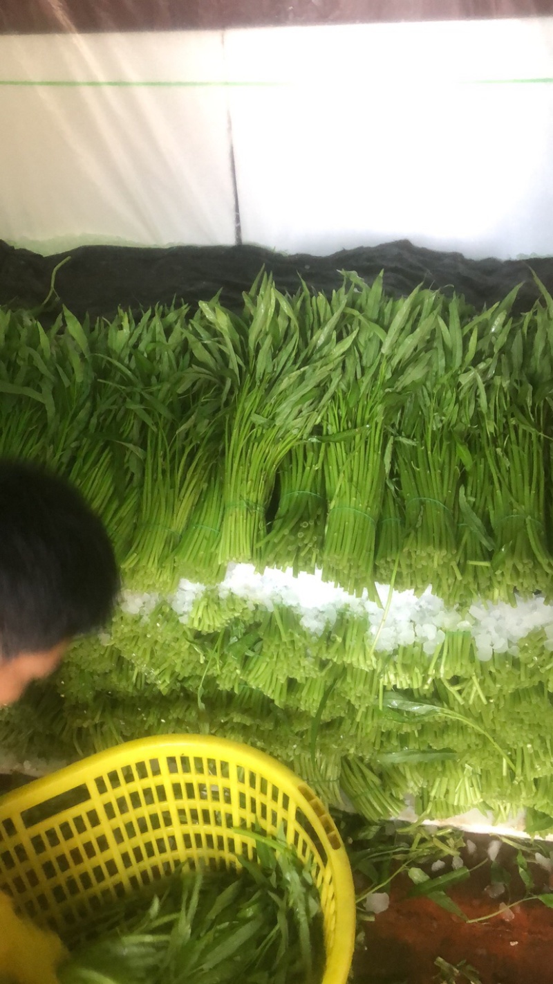 精品徐闻空心菜，产地直销，量大从优，欢迎订购