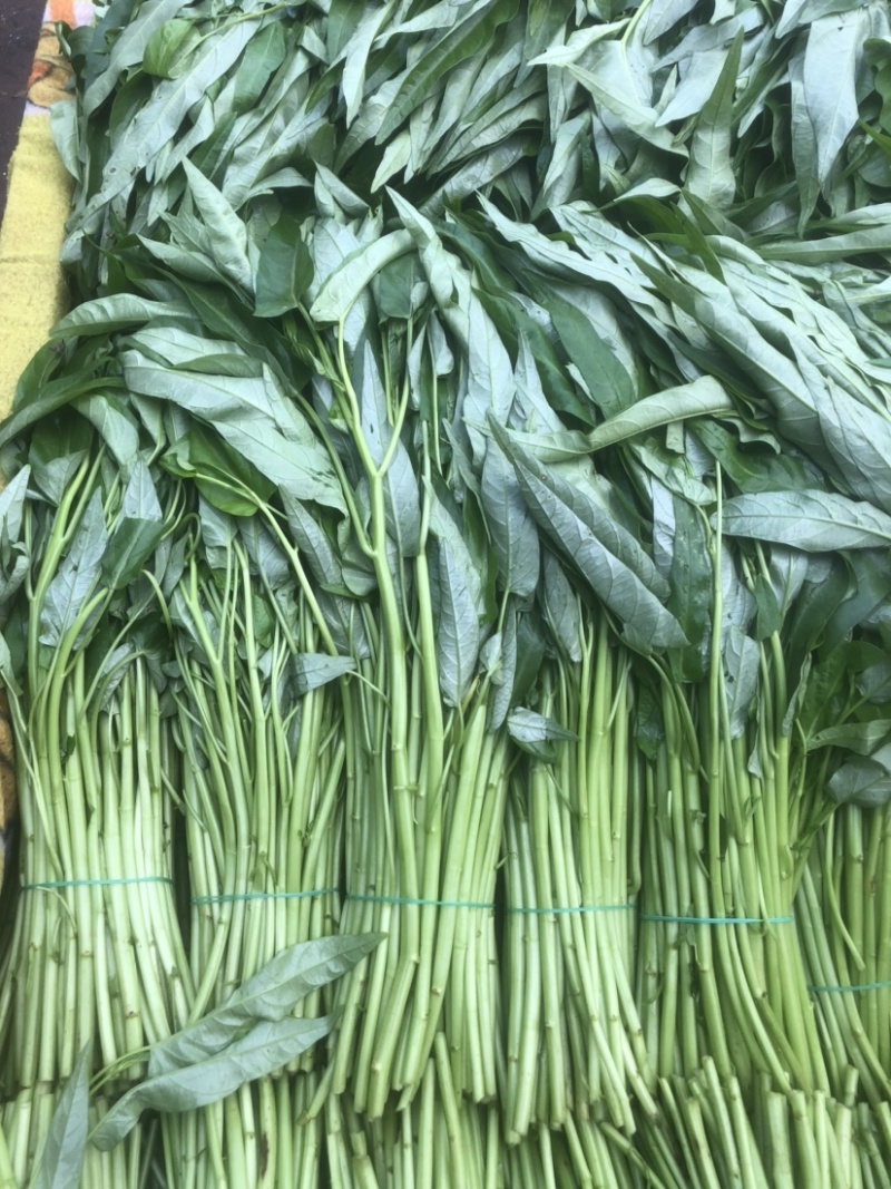 精品徐闻空心菜，产地直销，量大从优，欢迎订购