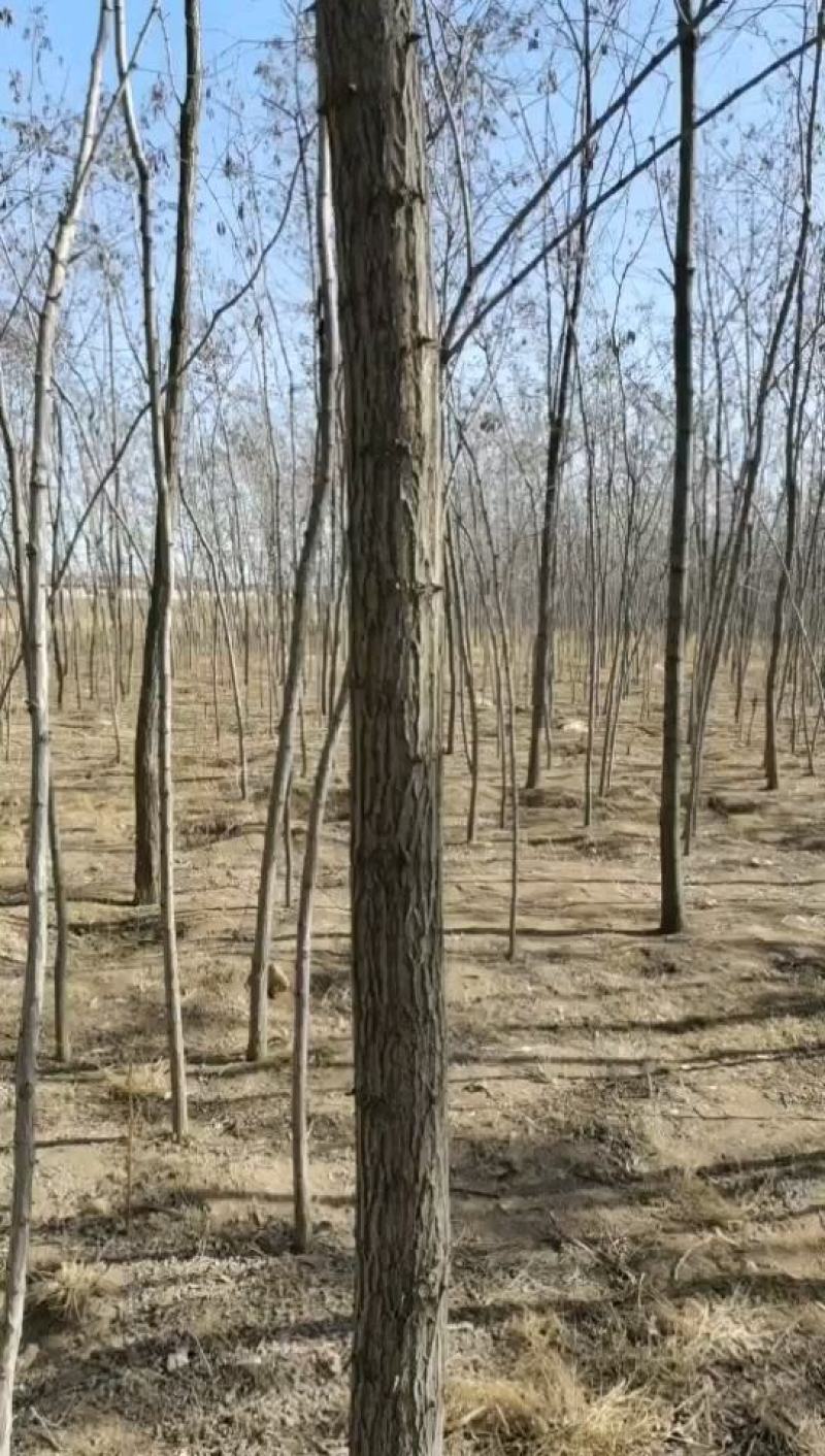 甘肃庆阳西峰树苗腾地处理