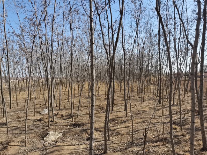 甘肃庆阳西峰树苗腾地处理