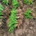 金娃娃萱草，红花萱草，辽宁宿根花卉基地销各种萱草