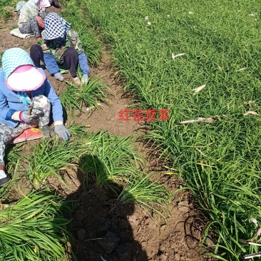 金娃娃萱草，红花萱草，辽宁宿根花卉基地销各种萱草