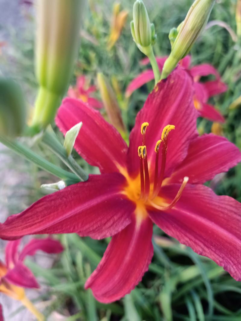 金娃娃萱草，红花萱草，辽宁宿根花卉基地销各种萱草