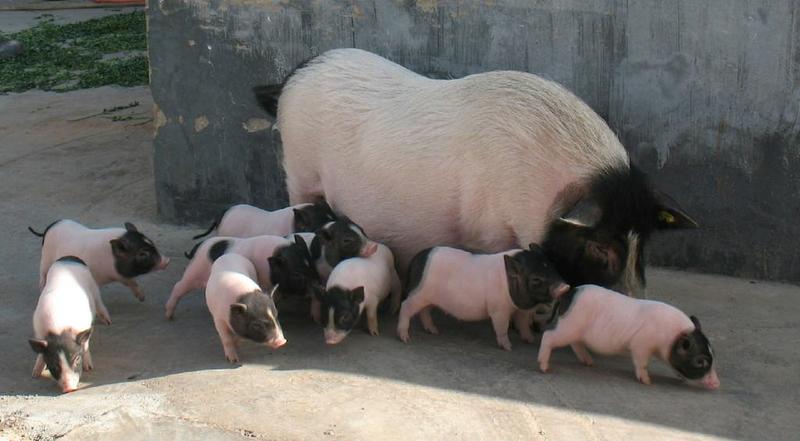 巴马香猪，藏香猪，猪仔，母猪，有喜欢养殖的朋友可以联系我