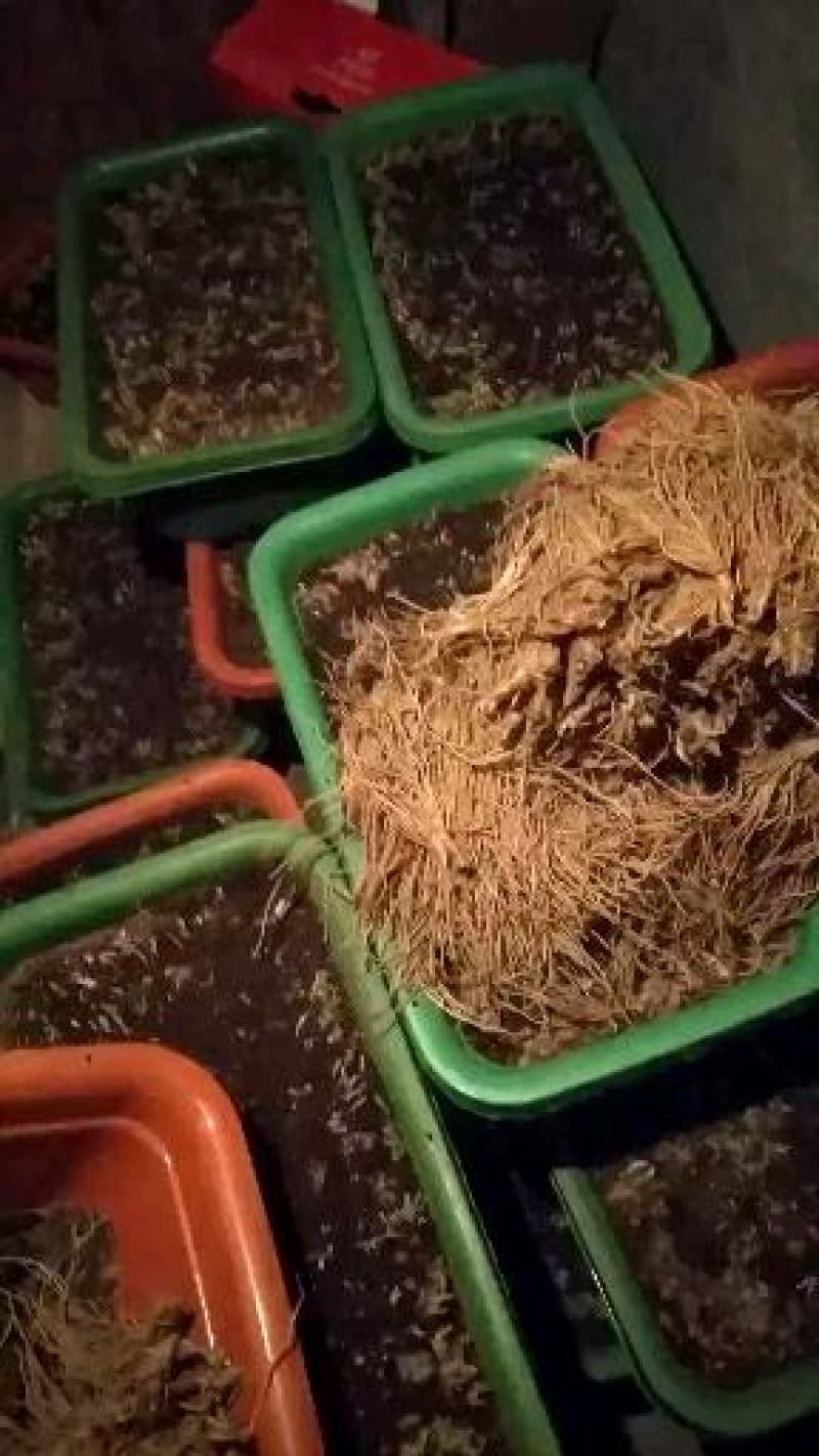 阳台韭菜盆栽，无农药化肥，水培，基质韭菜，赏悦目食放心