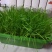 阳台韭菜盆栽，无农药化肥，水培，基质韭菜，赏悦目食放心