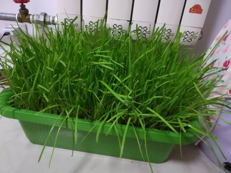 阳台韭菜盆栽，无农药化肥，水培，基质韭菜，赏悦目食放心
