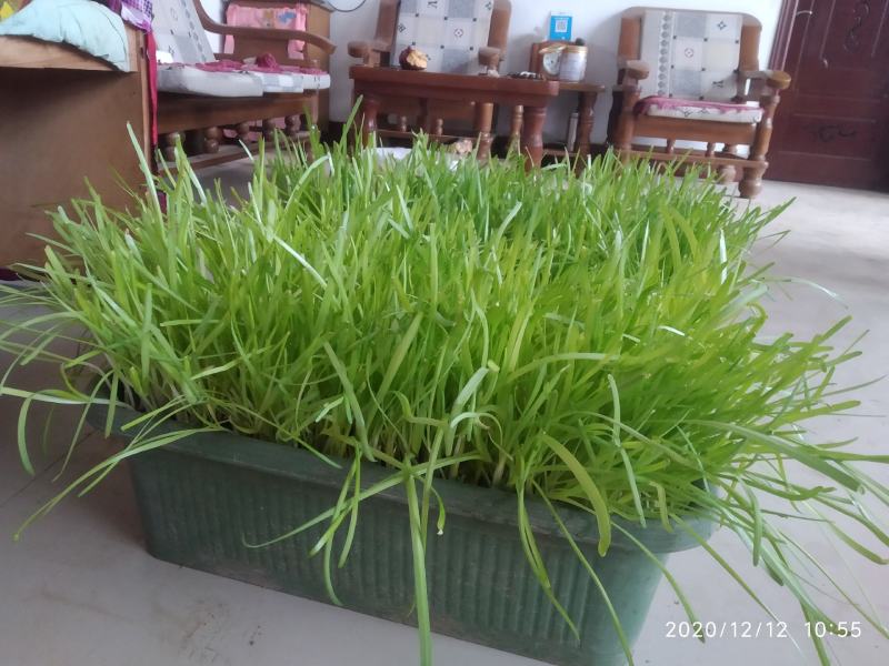 阳台韭菜盆栽，无农药化肥，水培，基质韭菜，赏悦目食放心