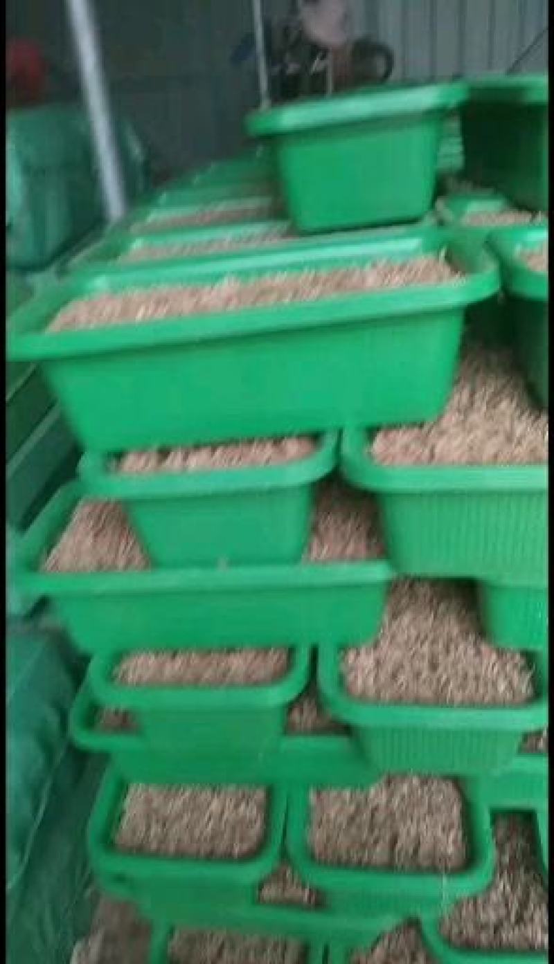 阳台韭菜盆栽，无农药化肥，水培，基质韭菜，赏悦目食放心